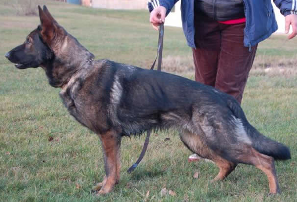 Level 2 Personal Protection Certified German Shepherd dog For Sale - Annie