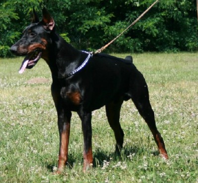Argon - Level 1 Personal Protection Dog Certified - Import German Dobermann - For Sale