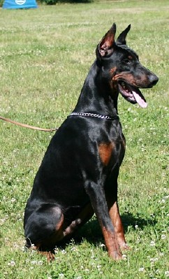 Argon - Level 1 Personal Protection Dog Certified - Import German Dobermann - For Sale