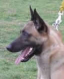 Boss | Belgian Malinois | Police K9