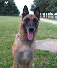 Dual Purpose Police K9 Belgian Malinois Import For Sale