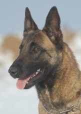 Kilo • Single Purpose Narcotics Detection Police K9 • Belgian Malinois • For Sale