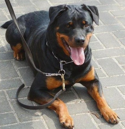 German Rottweiler Import female For Sale