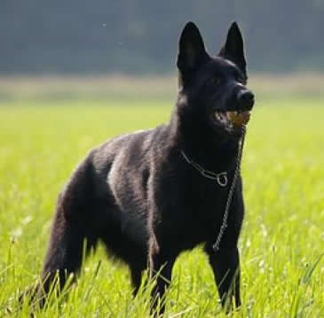 Gordy - Level 2 Personal Protection German Shepherd Dog For Sale