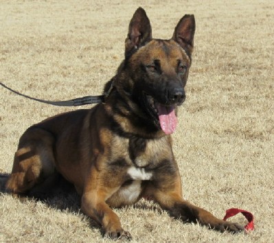 Dual Purpose Police K9 Belgian Malinois Import For Sale