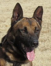 Police K9 Belgian Malinois Import For Sale - Enyo