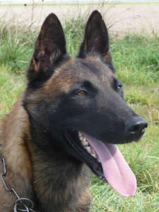 Dual Purpose Police K9 Belgian Malinois Import For Sale
