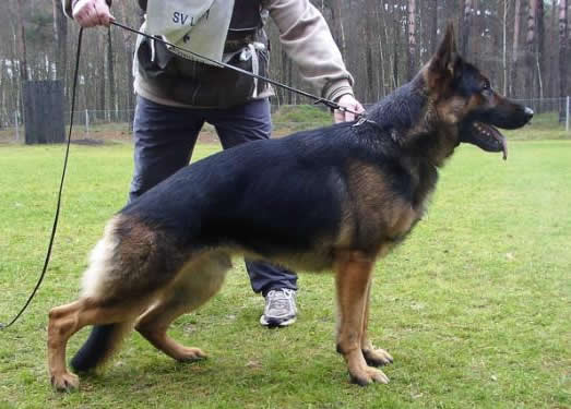 Excalibur - Level 3 Personal Protection Dog Certified - Import German Shepherd Dog - For Sale