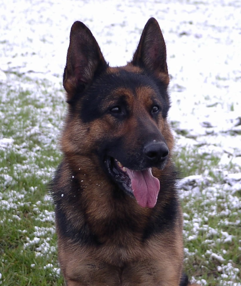 Excalibur - Level 3 Executive Protection Dog - German Shepherd For Sale