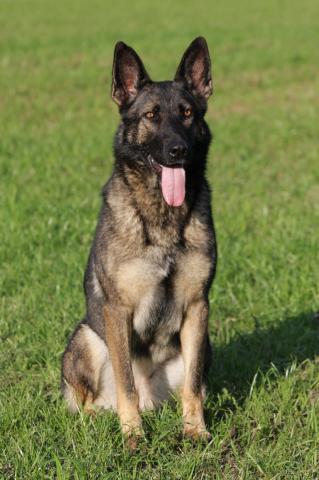 Germany Import German Shepherd Solid Black Male Personal Protection Dog For Sale