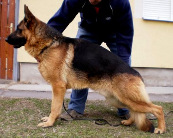 German Import Personal Protection German Shepherd For Sale