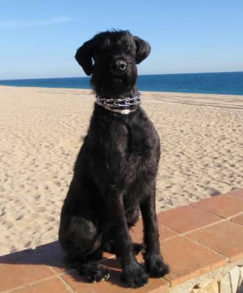 gloria giant schnauzer protection dog for sale