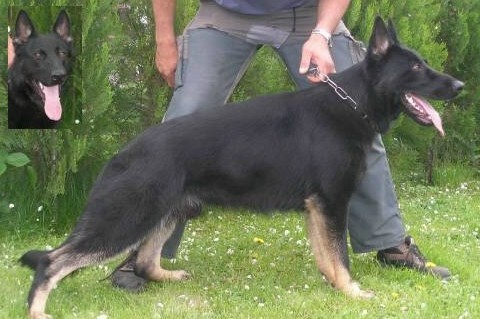 Gordy - Level 2 Personal Protection German Shepherd Dog For Sale