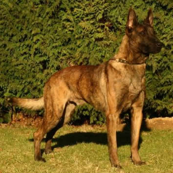 Halk • Personal Protection Dog • Dutch Shepherd • For Sale