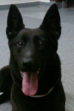 Ires - Dutch Shepherd Protection Dog For Sale