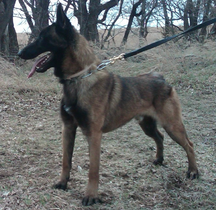 gloria giant schnauzer protection dog for sale