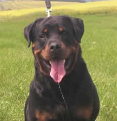 Zestin - Executive Protection Dog German Shepherd For Sale