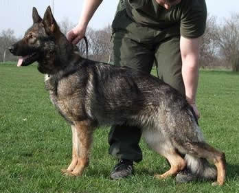 German Shepherd Level 3 For Sale