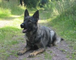 German Shepherd Level 3 For Sale