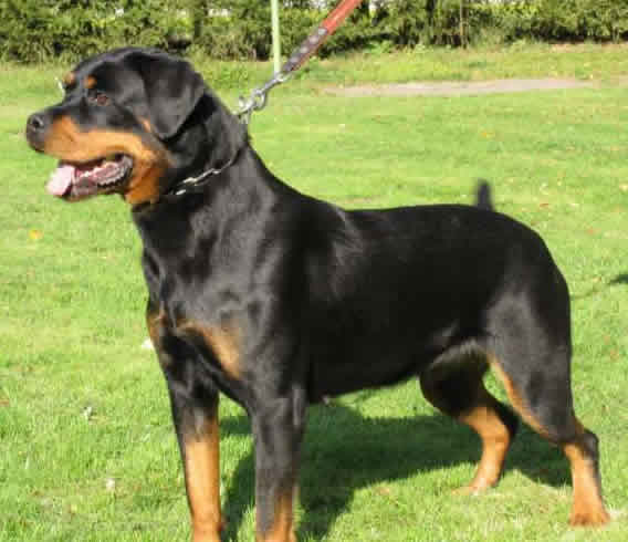 Rottweiler Level 3 Protection Dog For Sale