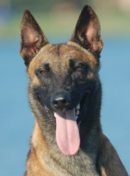 Marko • Dual Purpose Police K9 • Belgian Malinois • For Sale Marko • Dual Purpose Police K9 • Belgian Malinois • For Sale