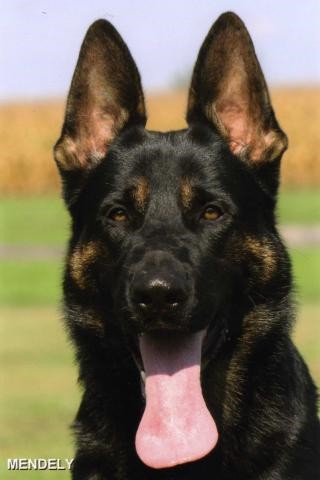 German Import Personal Protection Certified German Shepherd Dog For Sale