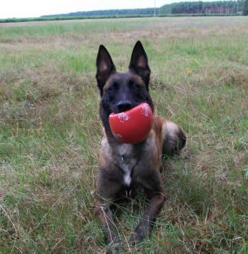 Belgian Malinois Personal Protection Dog For Sale