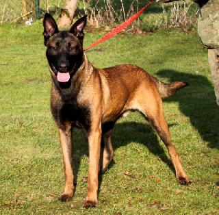 Dual Purpose Police K9 Belgian Malinois Import For Sale