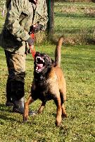 Dual Purpose Police K9 Belgian Malinois Import For Sale