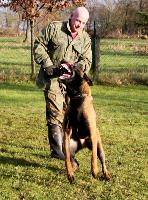 Dual Purpose Police K9 Belgian Malinois Import For Sale