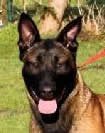 Police K9 Belgian Malinois Import For Sale - Enyo