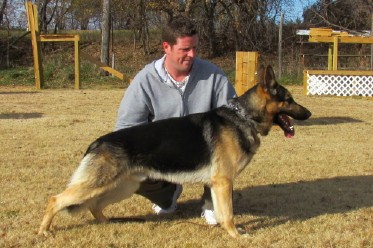 German Import Personal Protection German Shepherd For Sale
