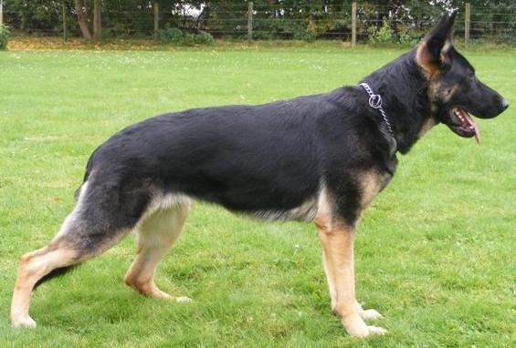 German Import Personal Protection German Shepherd For Sale