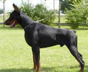 dobermann family protection dog for sale - argus