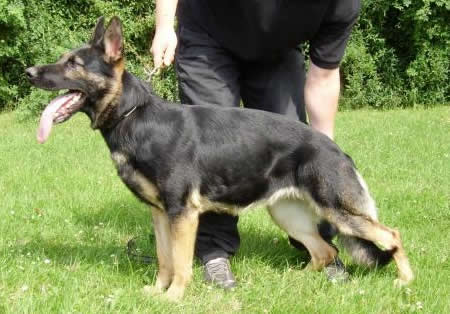 Level 3 Personal Protection Certified German Shepherd dog For Sale - Rasty