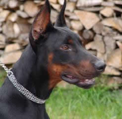 dobermann