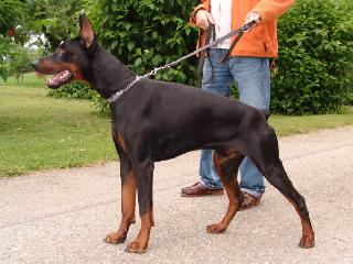 dobermann