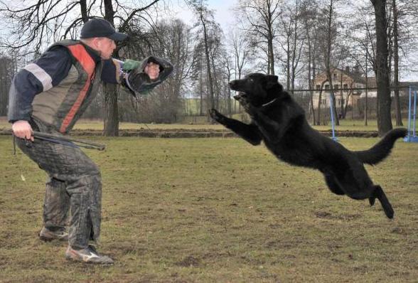Dual Purpose Police K9 Belgian Malinois Import For Sale