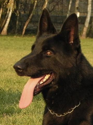 Dual Purpose Police K9 Belgian Malinois Import For Sale