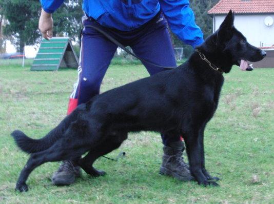 Germany Import German Shepherd Solid Black Male Personal Protection Dog For Sale