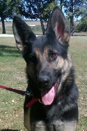 Level 1 Personal Protection Certified German Shepherd dog For Sale - Sina
