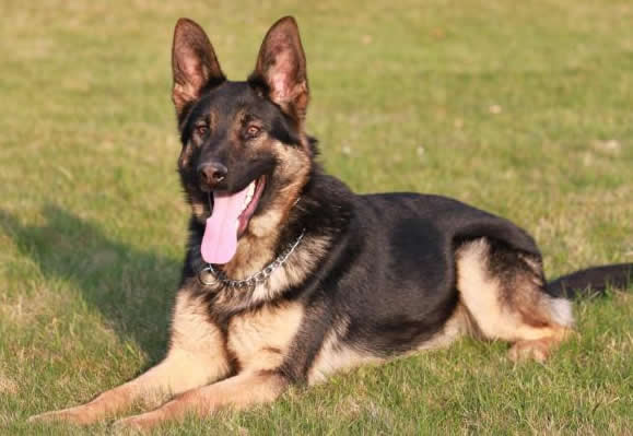 Level 2 Personal Protection Certified German Shepherd dog For Sale - Stallone