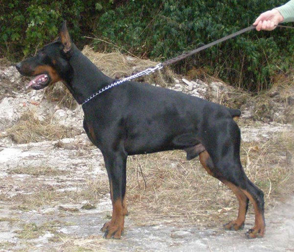 German Dobermann For Sale