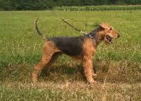 German Import Personal Protection German Shepherd For Sale