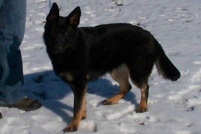 Single Purpose Police K9 FREE