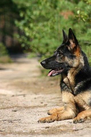 Yeska - German Shepherd Female Import Family Protection Dog - Level 1 For Adoption
