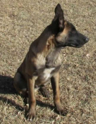 dobermann family protection dog for sale - argus
