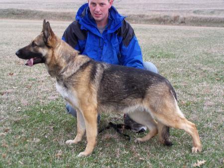 German Shepherd Dog Level 3 Protection Dog For Sale