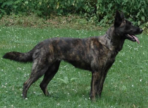 German Shepherd Level 3 For Sale