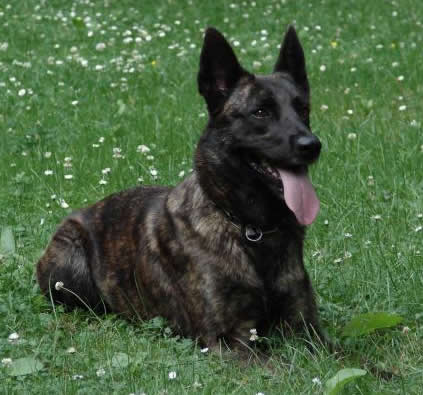 German Shepherd Level 3 For Sale